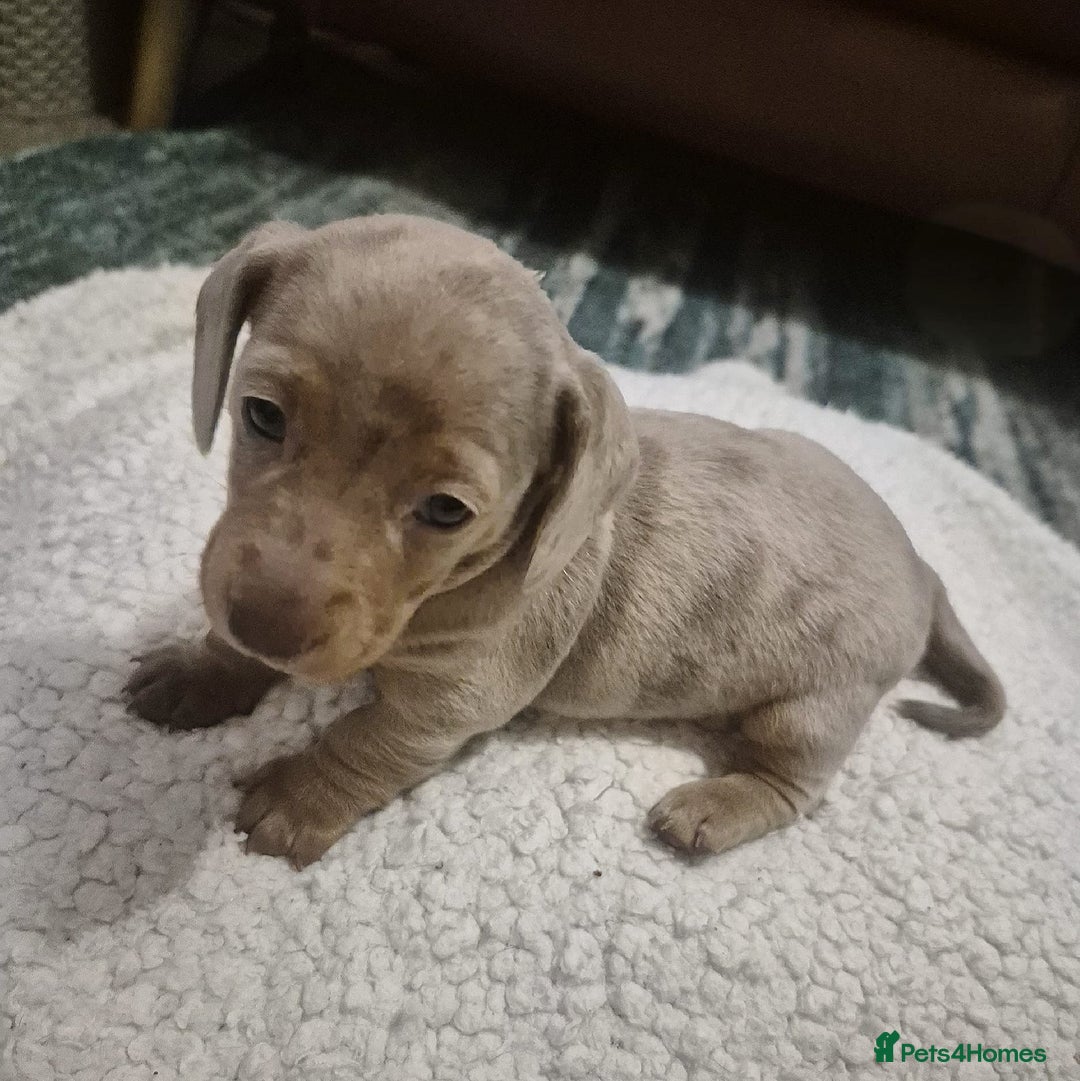 Dachshund dogs for sale: Beautiful isobella dapple girl - Advert 3