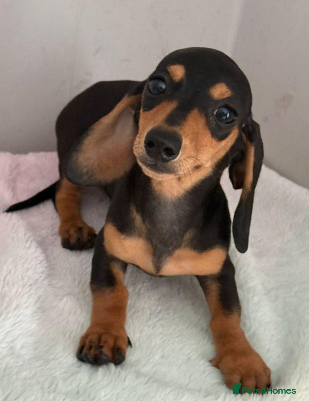 Miniature Dachshund dogs Miniature dachshund puppies - Advert 17