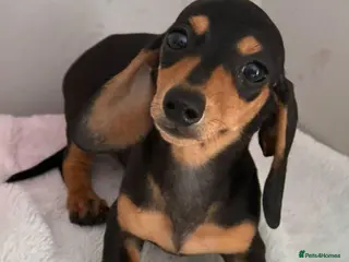 Miniature Dachshund dogs Miniature dachshund puppies - Advert 17