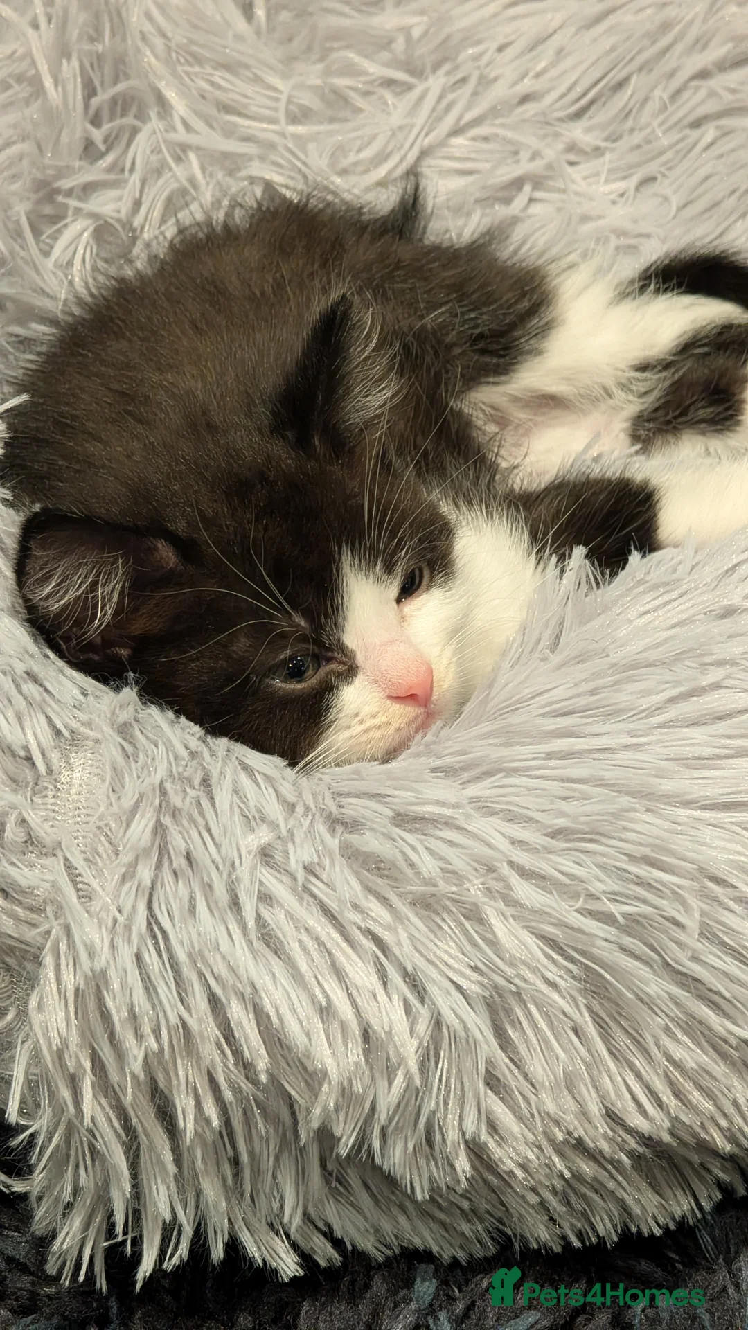 British Longhair cats for sale: British long hair kitten - Advert 2