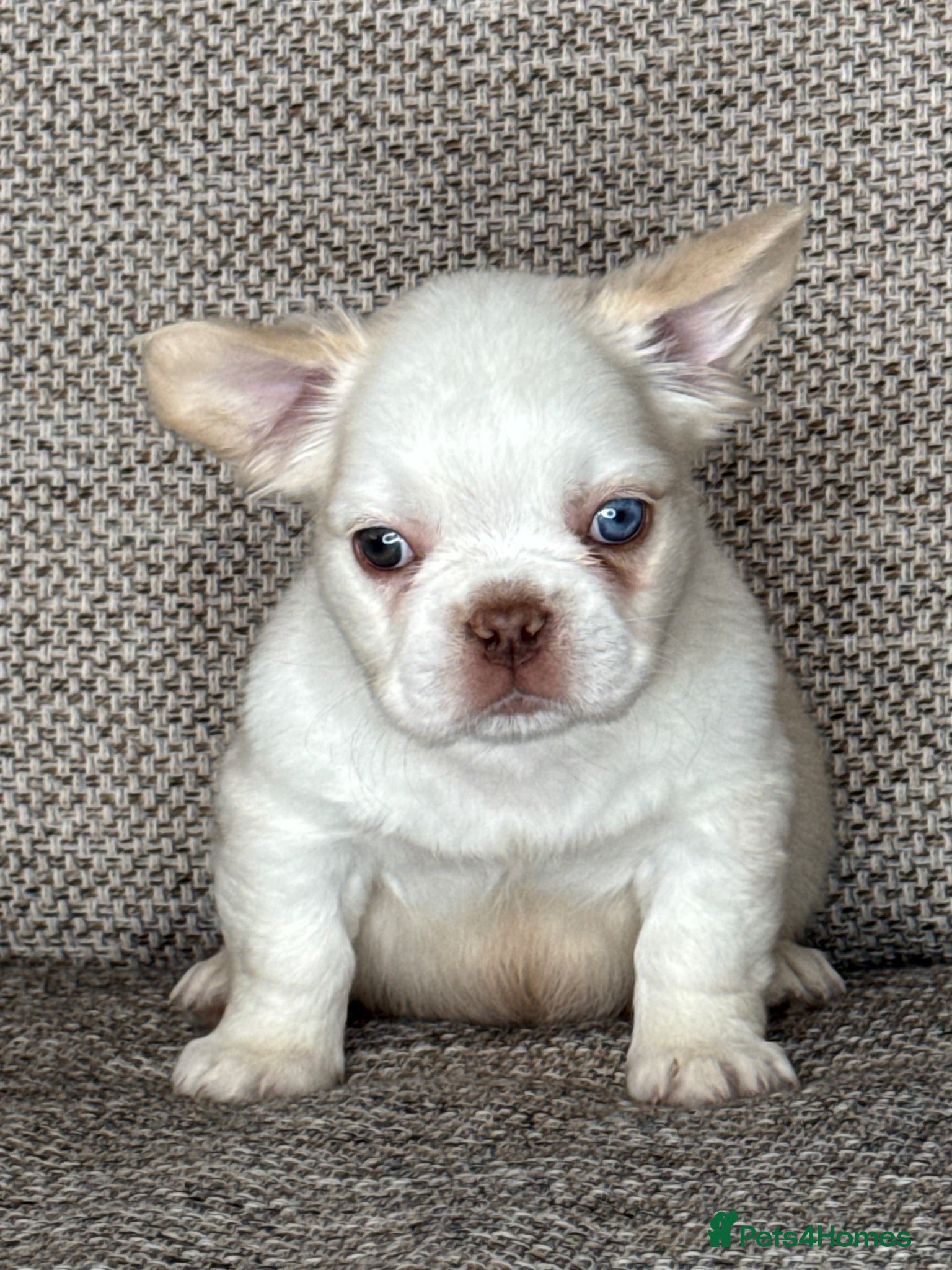 French Bulldog dogs Unique French bulldog pups 6 weeks old  - Advert 2