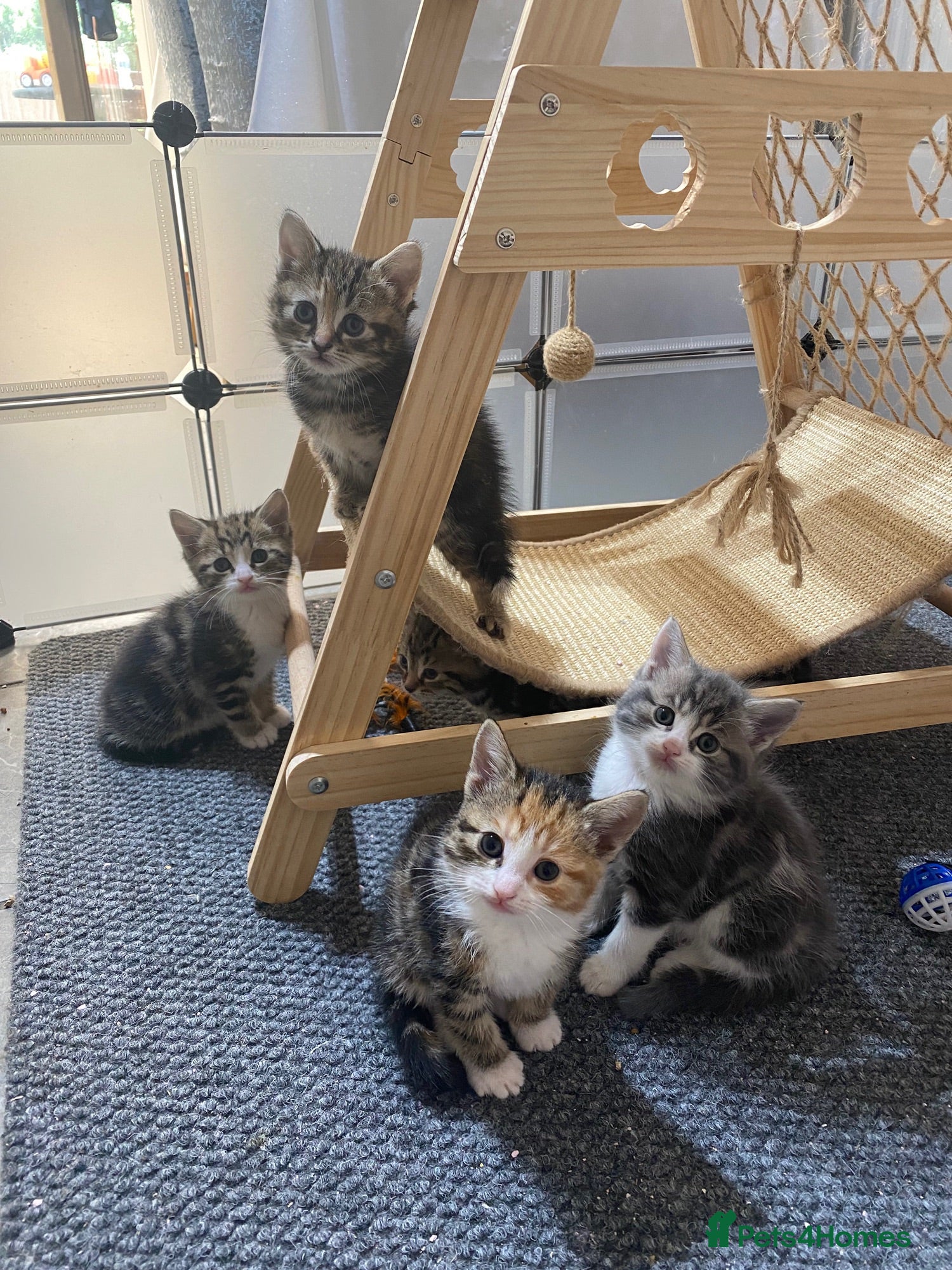 American Shorthair cats Mixed litter  - Advert 3