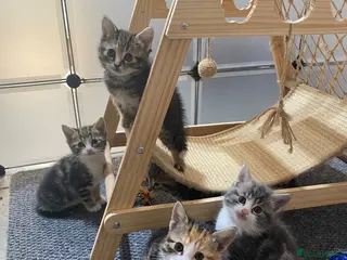 American Shorthair cats Mixed litter - Advert 3