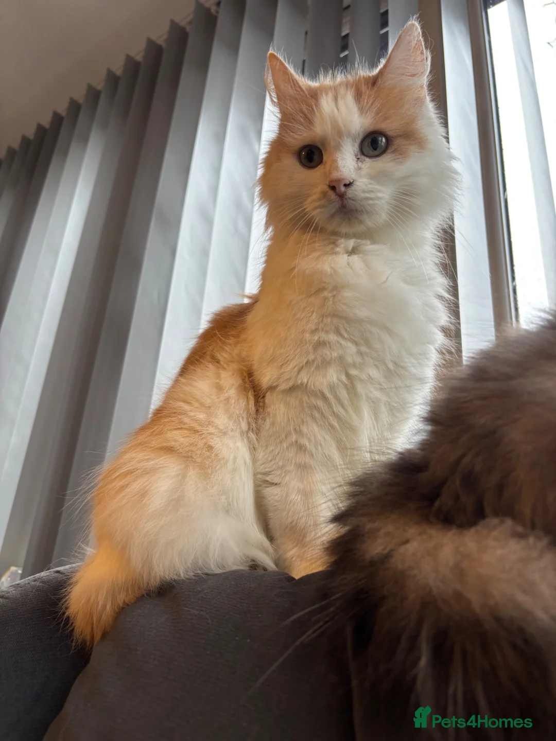 Mixed Breed cats for sale: 2 kittens male/female long hair dilute calico - Advert 6