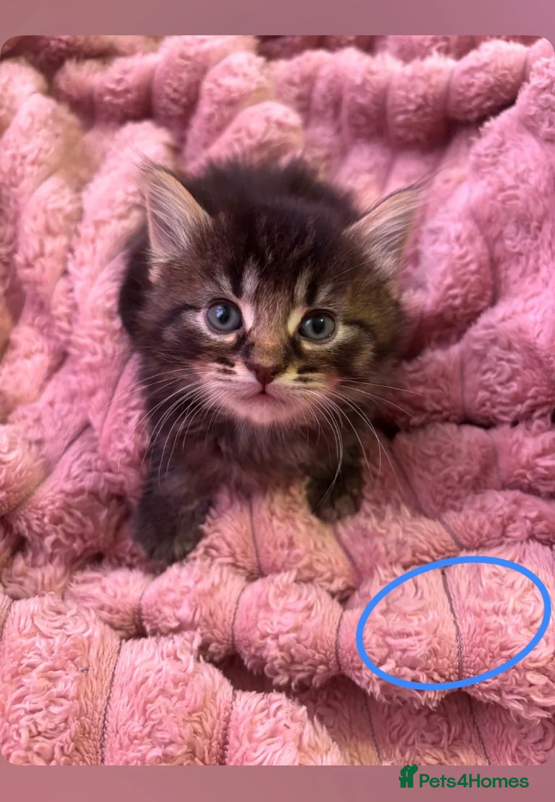 British Longhair cats for sale: 5 beautiful kittens looking for forever homes  - Advert 6