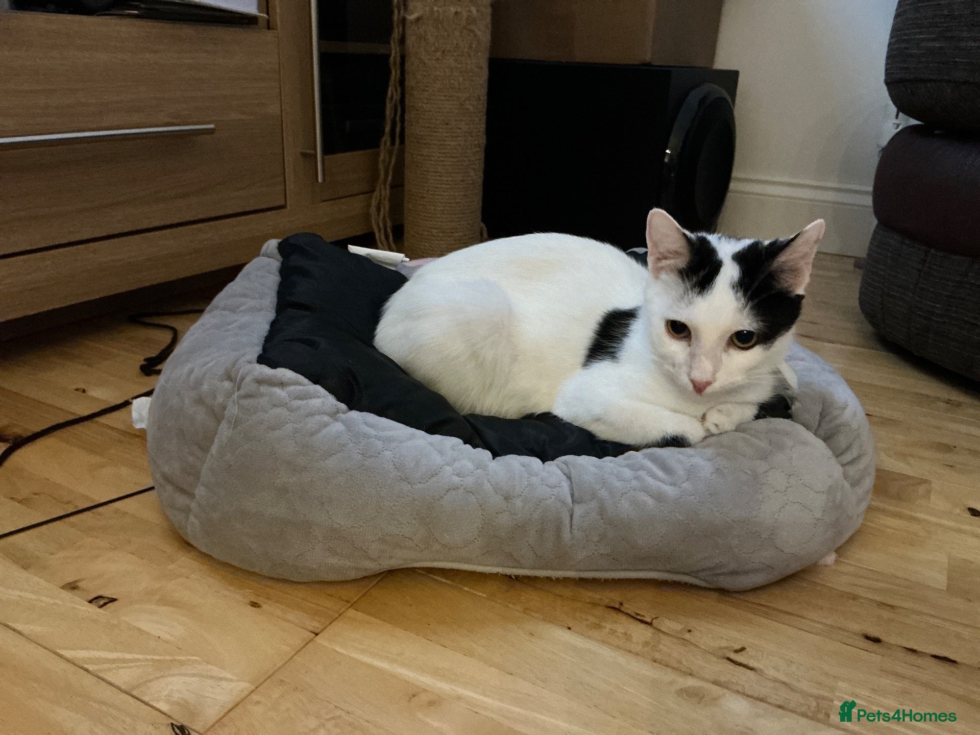 Mixed Breed cats 3 lovely kittens (2 girls 1 boy) - Advert 1