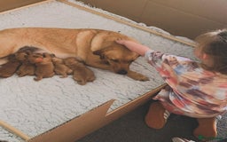 Goldendoodle dogs for sale: golden doodle puppies - Image 3