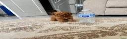 Maltipoo dogs for sale: Tiny Maltipoo × Asian Toy Poodle Puppies - Advert 1