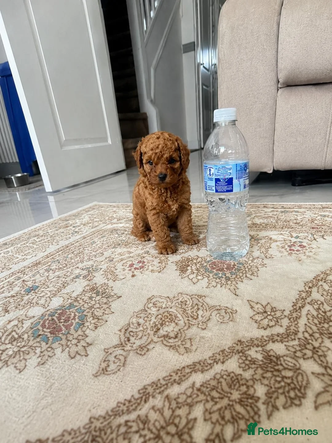 Maltipoo dogs for sale: Tiny Maltipoo × Asian Toy Poodle Puppies - Advert 1