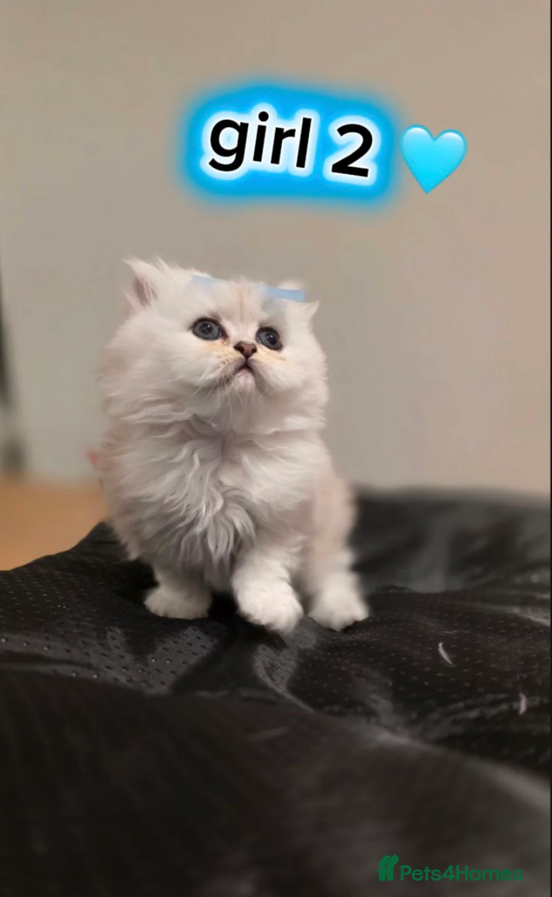 Persian cats for sale: ✨ONLY ONE Stunning Persian Chinchilla Kitten LEFT! - Advert 2