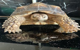 Tortoise reptiles for sale: 7-Year-Old Sulcata Tortoise with Full Set-Up  - Image 1