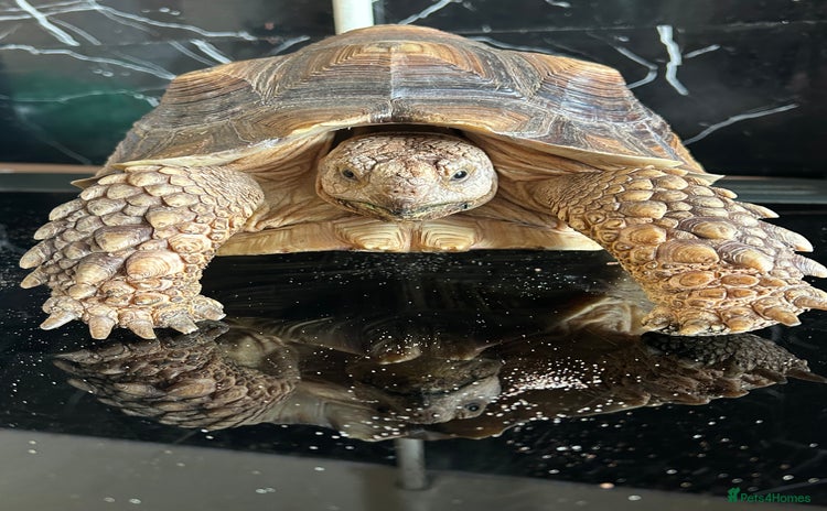 Tortoise reptiles - Advert 10