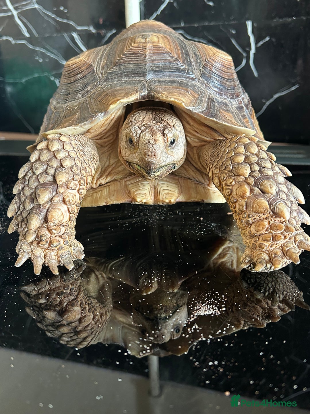 Tortoise reptiles for sale: 7-Year-Old Sulcata Tortoise with Full Set-Up  - Image 1