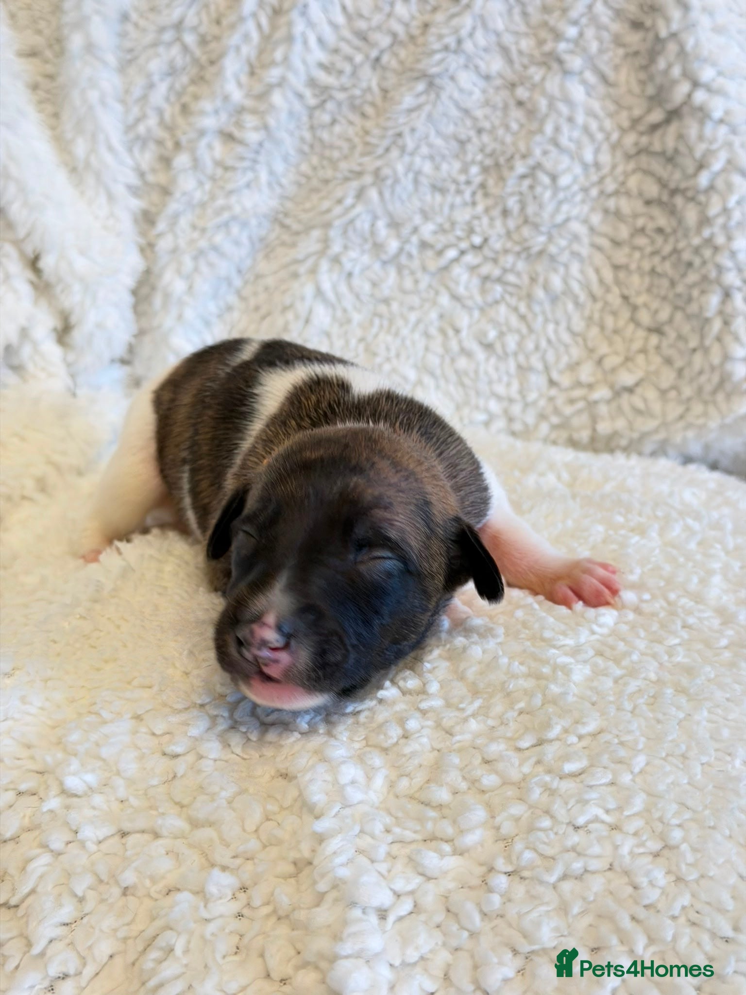 Whippet dogs for sale: Stunning pedigree whippets puppies  - Advert 9