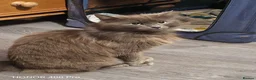 Mixed Breed cats for sale: Beautiful kittens - Advert 11