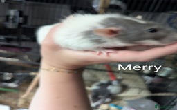 Rat rodents for sale: 4 Female Rats & Set-Up - Image 4
