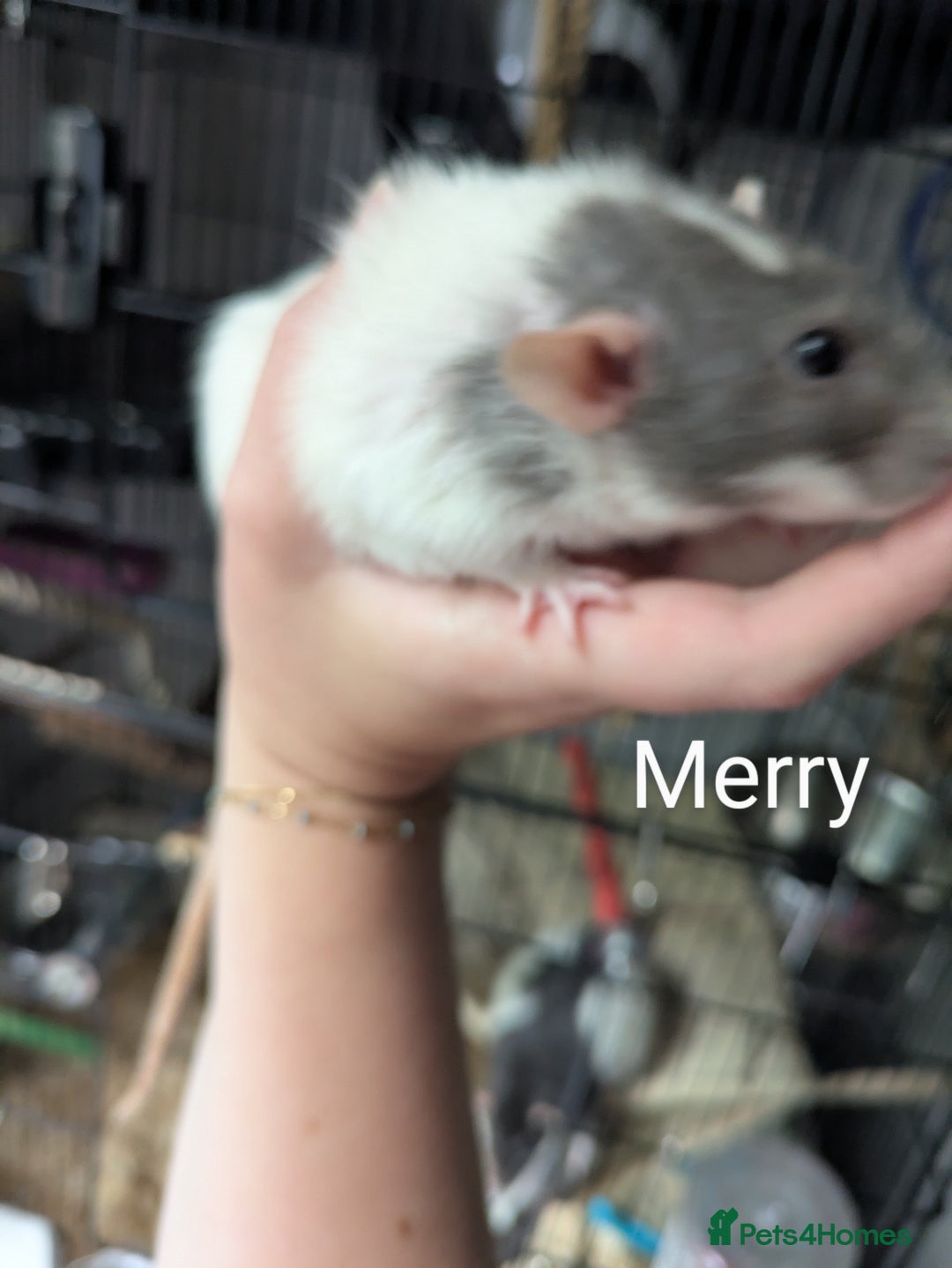 Rat rodents for sale: 4 Female Rats & Set-Up - Image 4