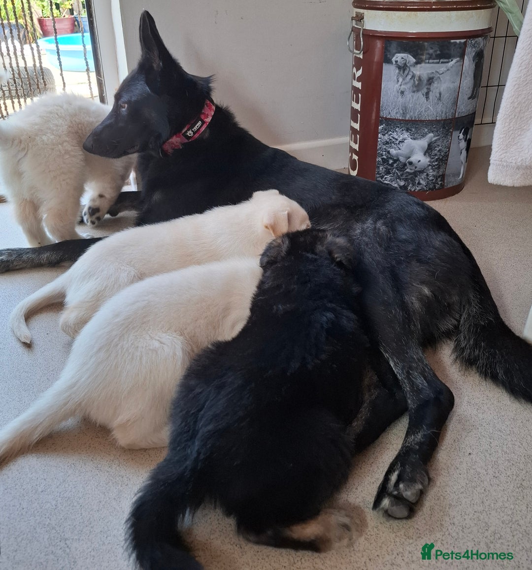 German Shepherd dogs for sale: Stunning litter of German shepherd puppies   - Image 22