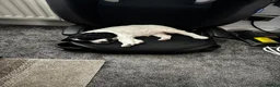 Mixed Breed dogs for sale: Beautiful Sprockerpoo’s - Advert 3