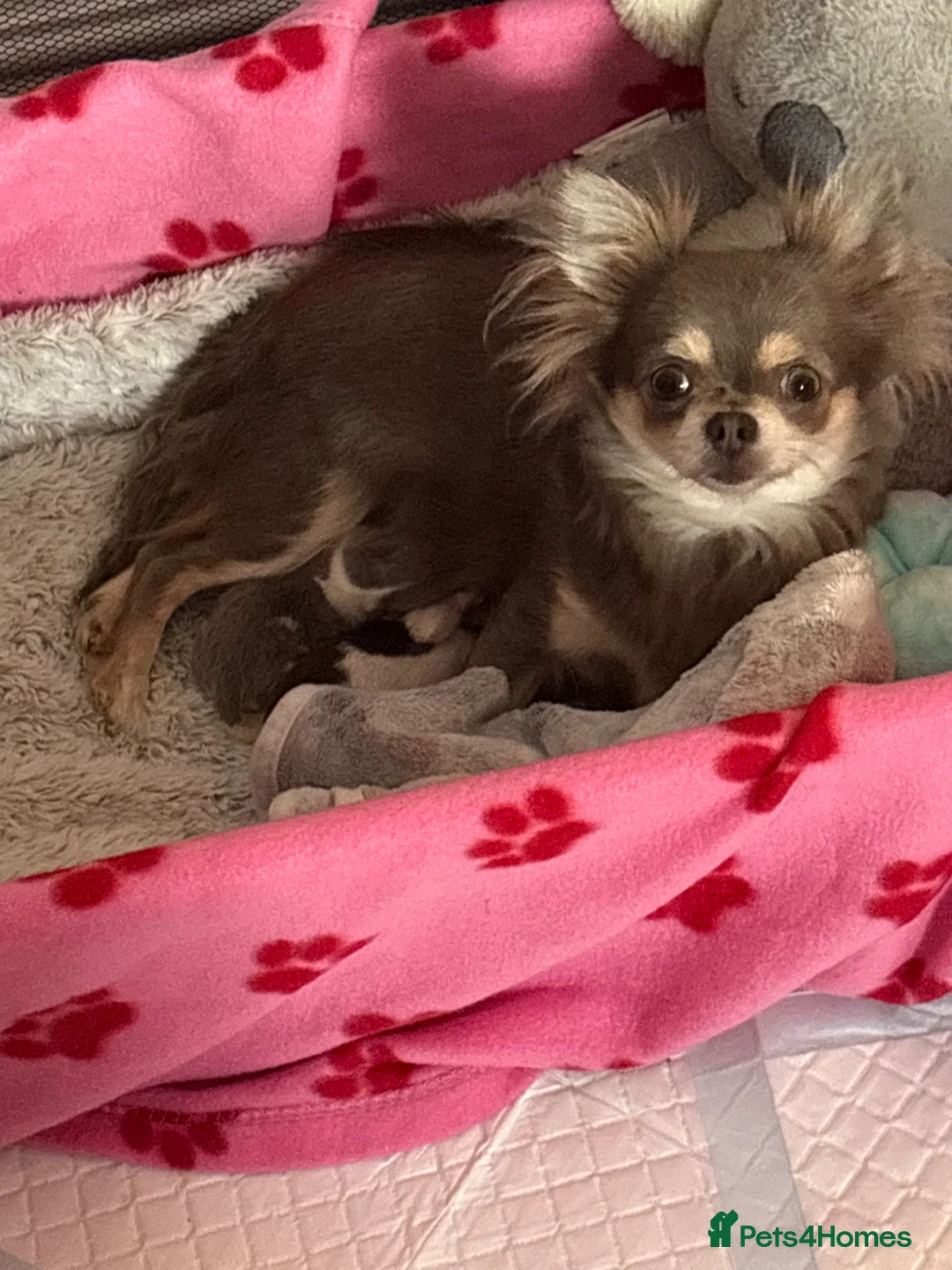 Chihuahua dogs for sale: Lilac Parti & choc tan parti Chihuahuas  - Advert 1