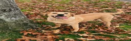 Labrador Retriever dogs for sale: TEMPORARY FOSTER HOME NEEDED FOR 1 YEAR OLD LAB - Advert 3