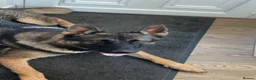 German Shepherd dogs for sale: German Shepherd  - Advert 3