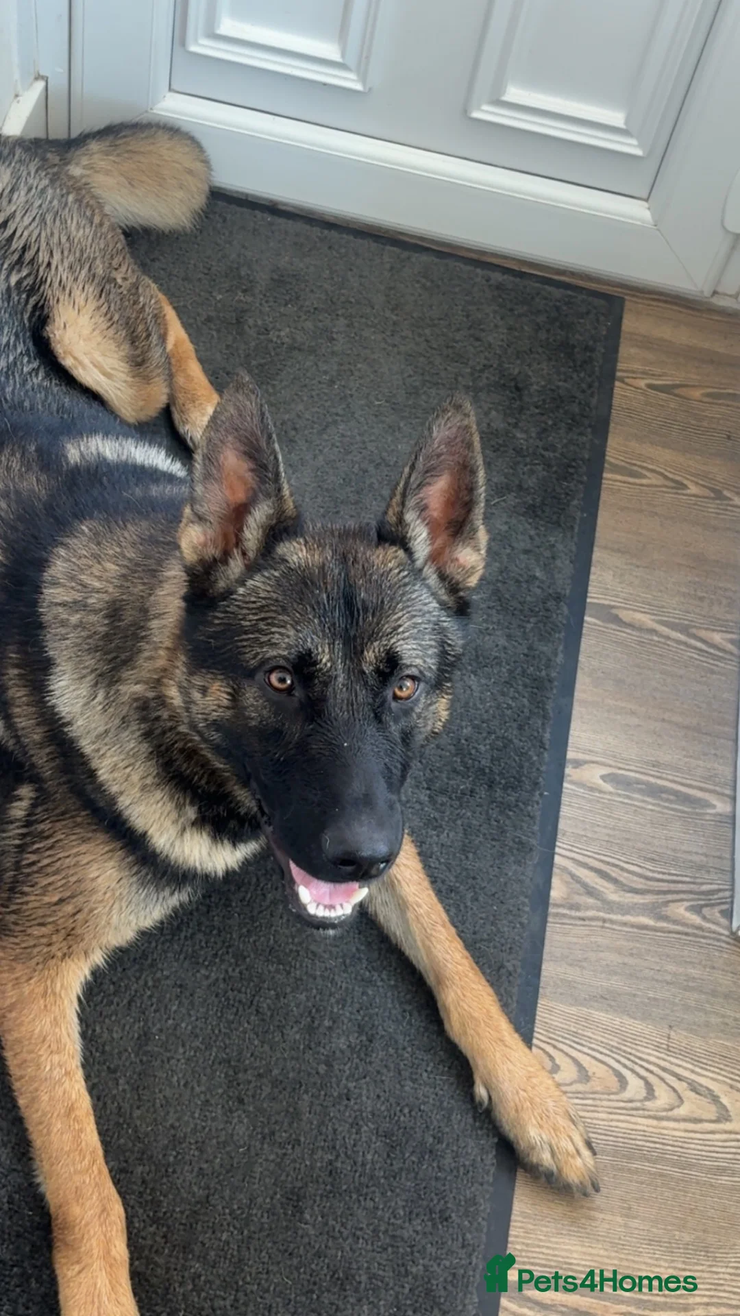German Shepherd dogs for sale: German Shepherd  - Advert 3