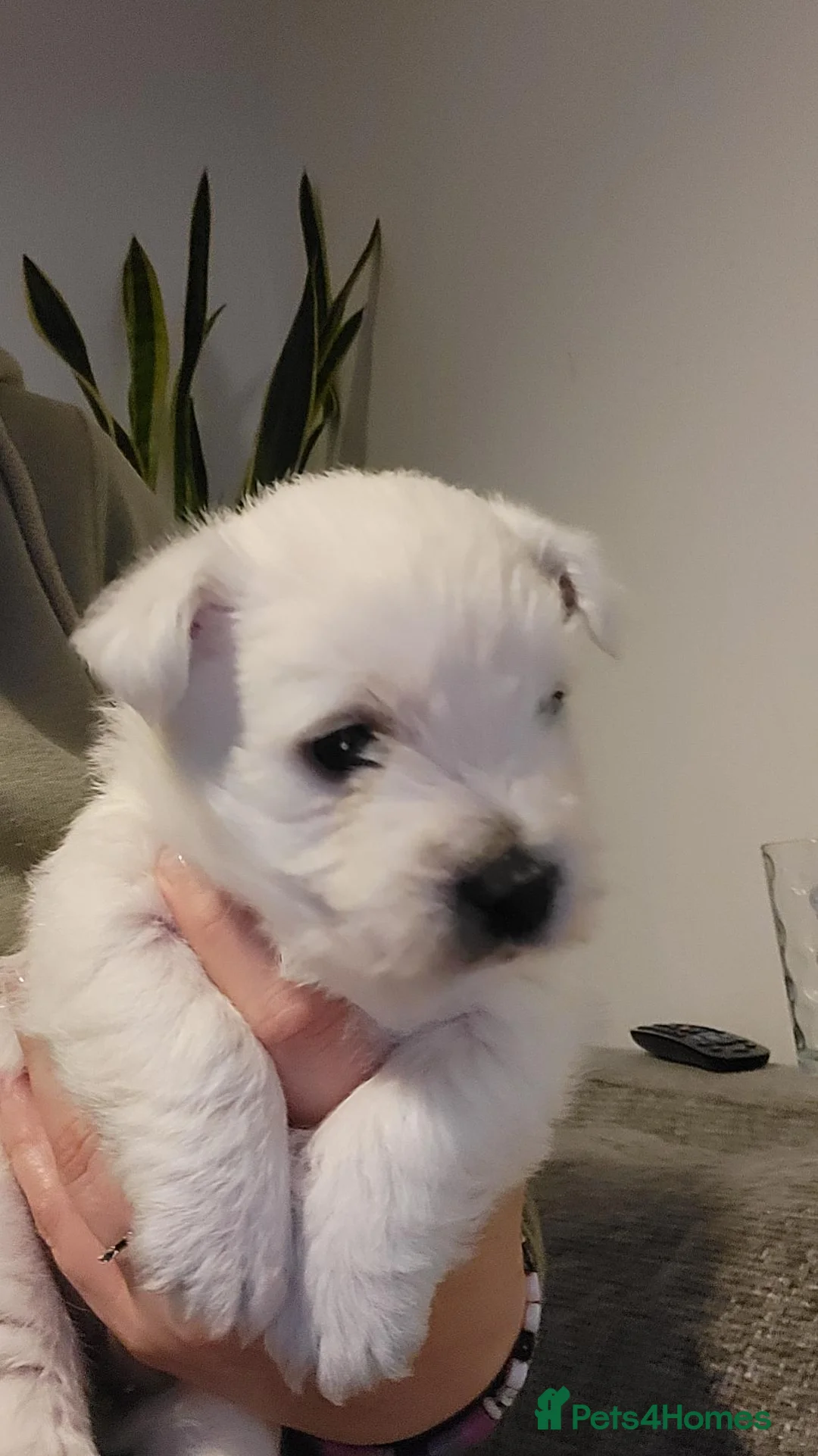 West Highland Terrier dogs for sale: Both now gone - Advert 2