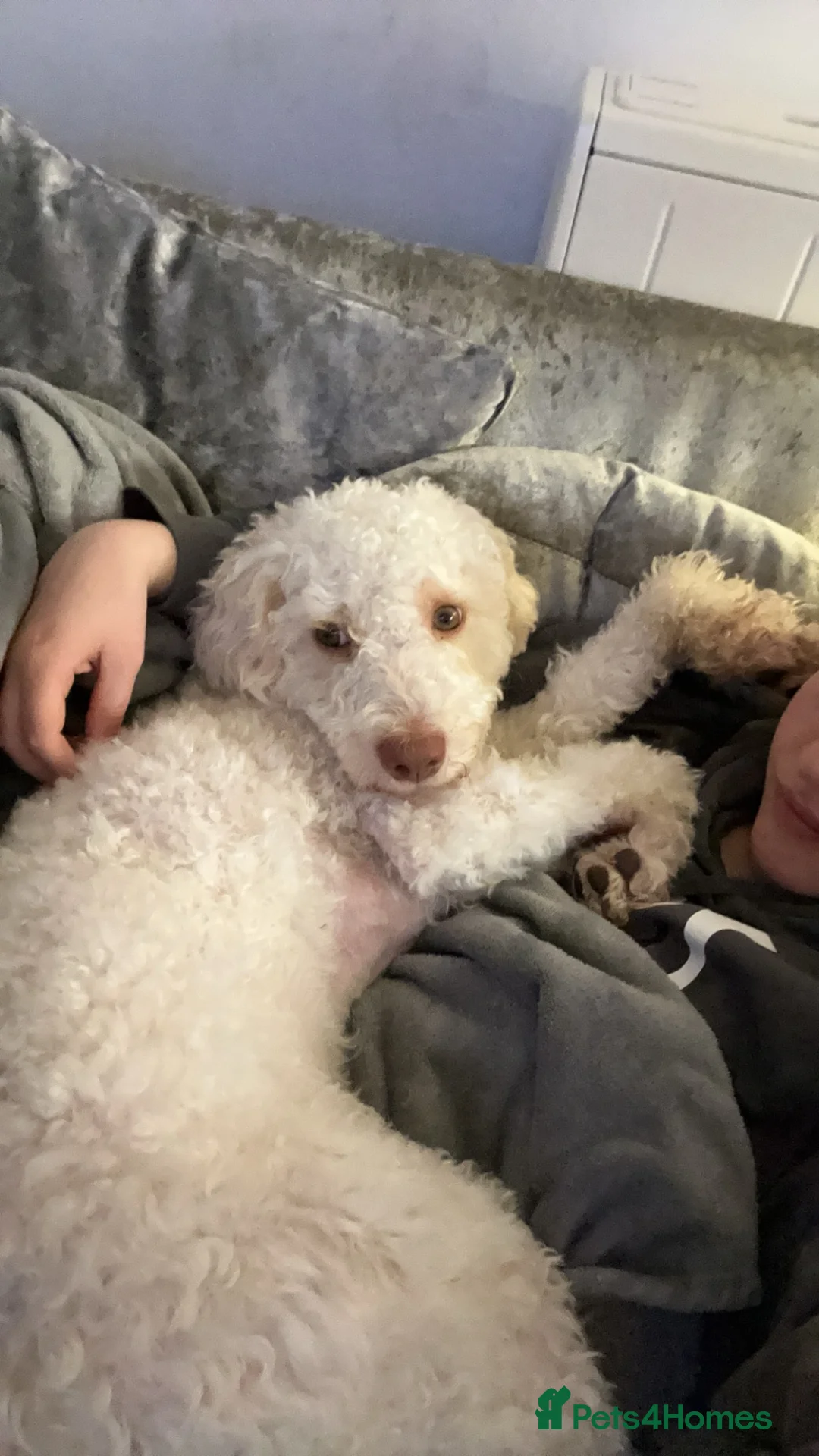 Lagotto Romagnolo dogs for sale: Riley  - Advert 2
