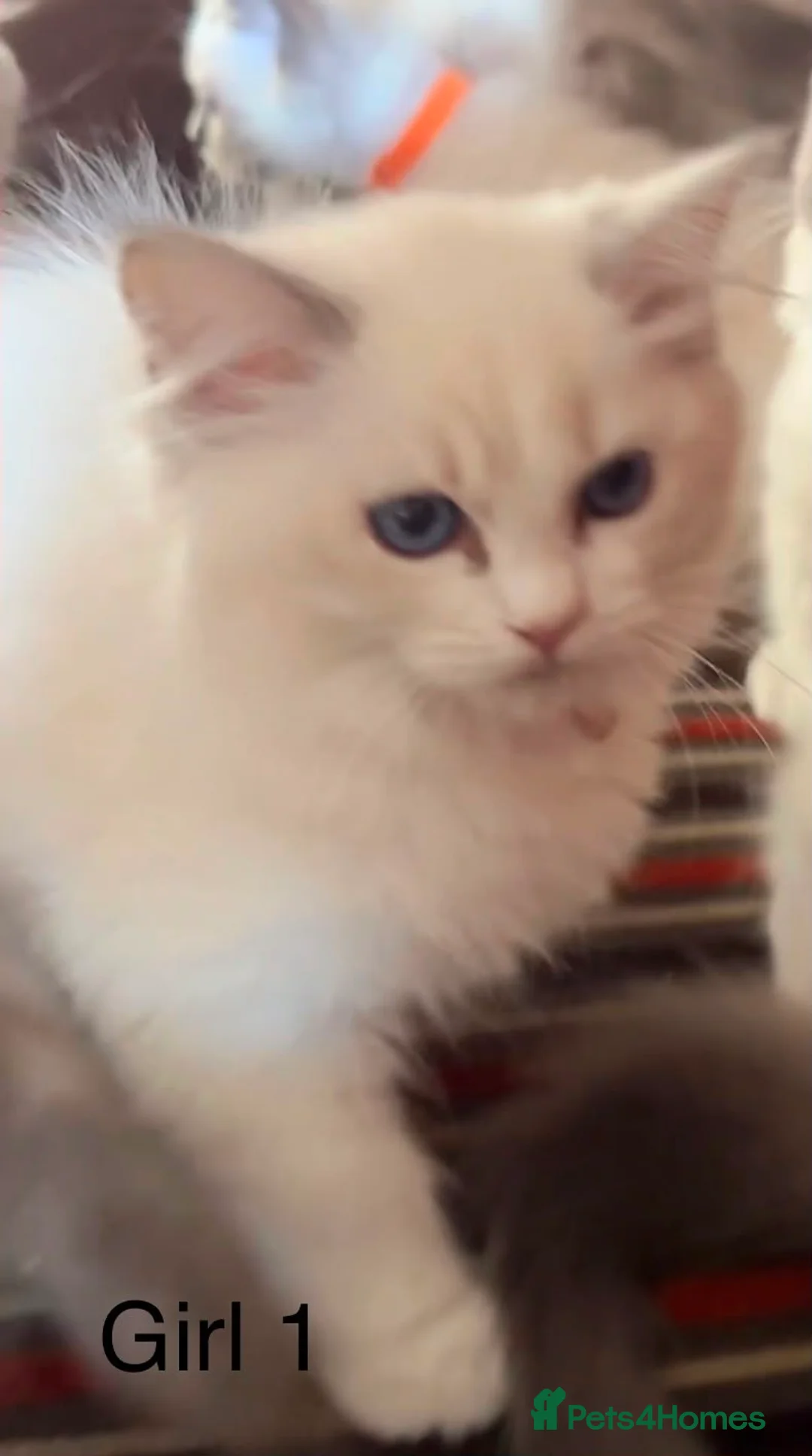 Ragdoll cats for sale: 7 Ragdoll kittens  in Stourport-on-Severn - Advert 1
