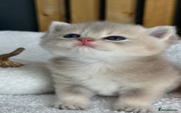 British Shorthair cats for sale: BSH Golden kittens from 🏆Champion lines🏆 - Image 1