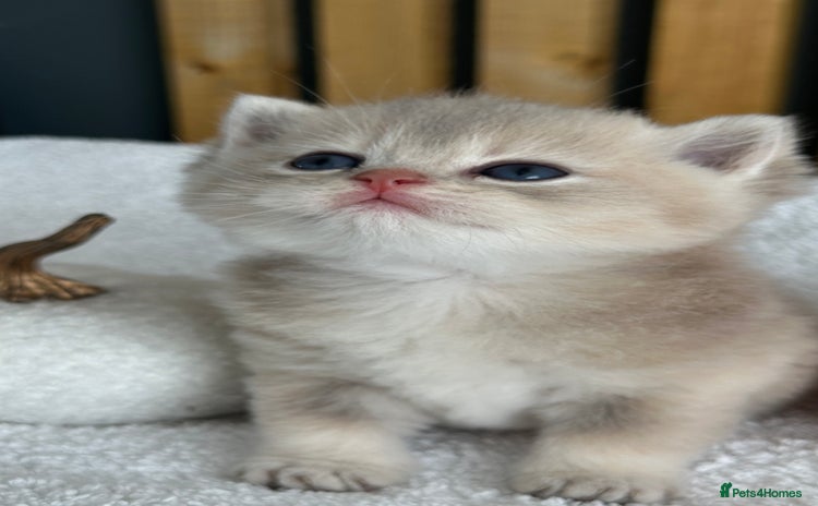 British Shorthair cats - Advert 15