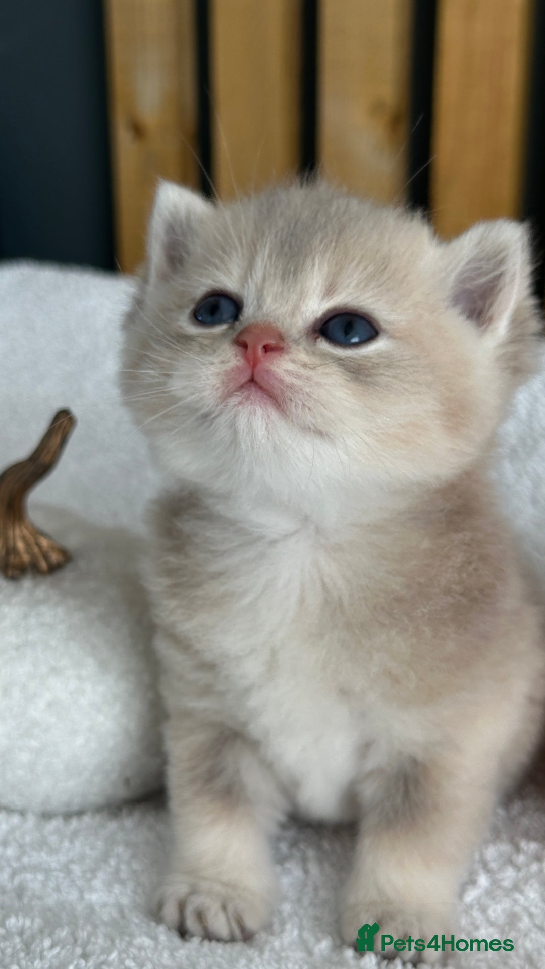 British Shorthair cats for sale: BSH Golden kittens from 🏆Champion lines🏆 - Image 1
