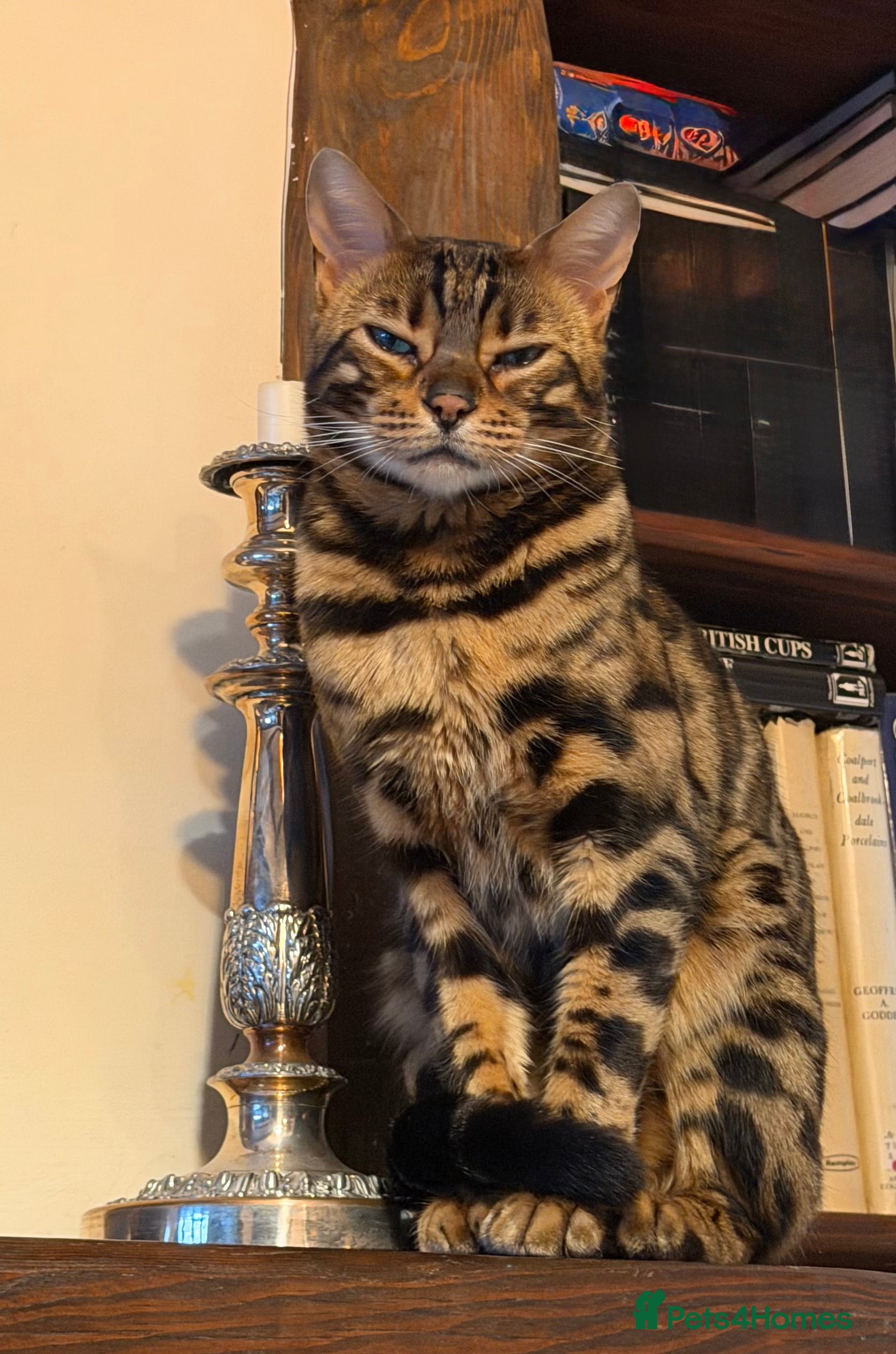 Bengal cats Looking for a loving forever home for Rusik - Advert 2