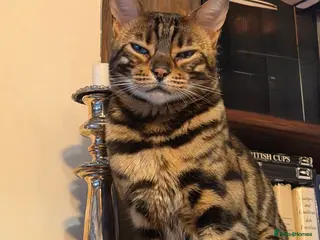 Bengal cats Looking for a loving forever home for Rusik - Advert 2