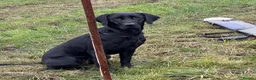 Labrador Retriever dogs for sale: Black Labrador Puppies KC Registered  - Advert 14