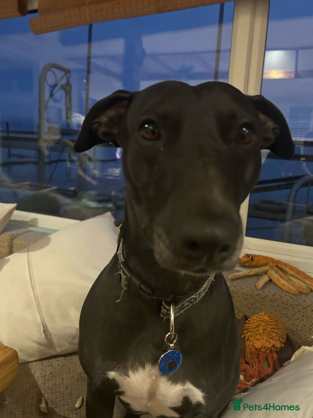 Mixed Breed dogs for sale: FREE TO A GOOD HOME - Image 1