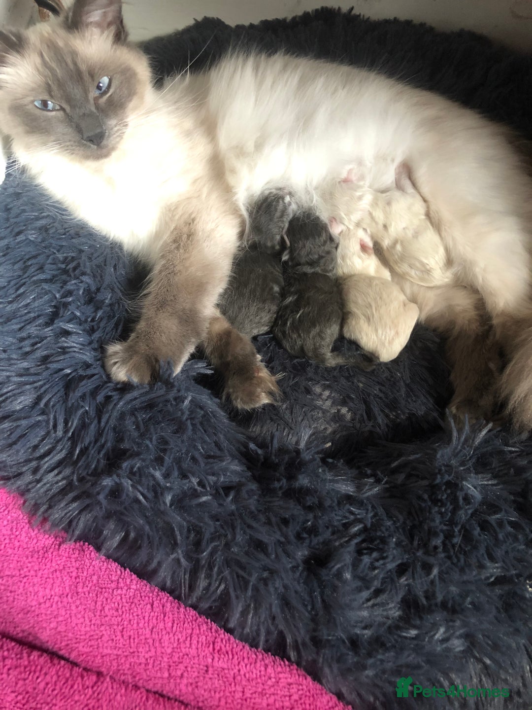 Ragdoll cats for sale: Ragdoll X Chinchilla Persian kittens for sale  - Image 10