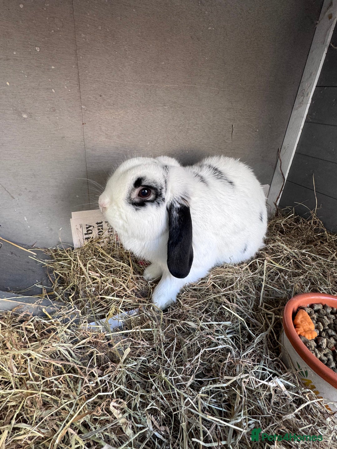 English Lop rabbits for sale: Ringo the English lop - Image 4