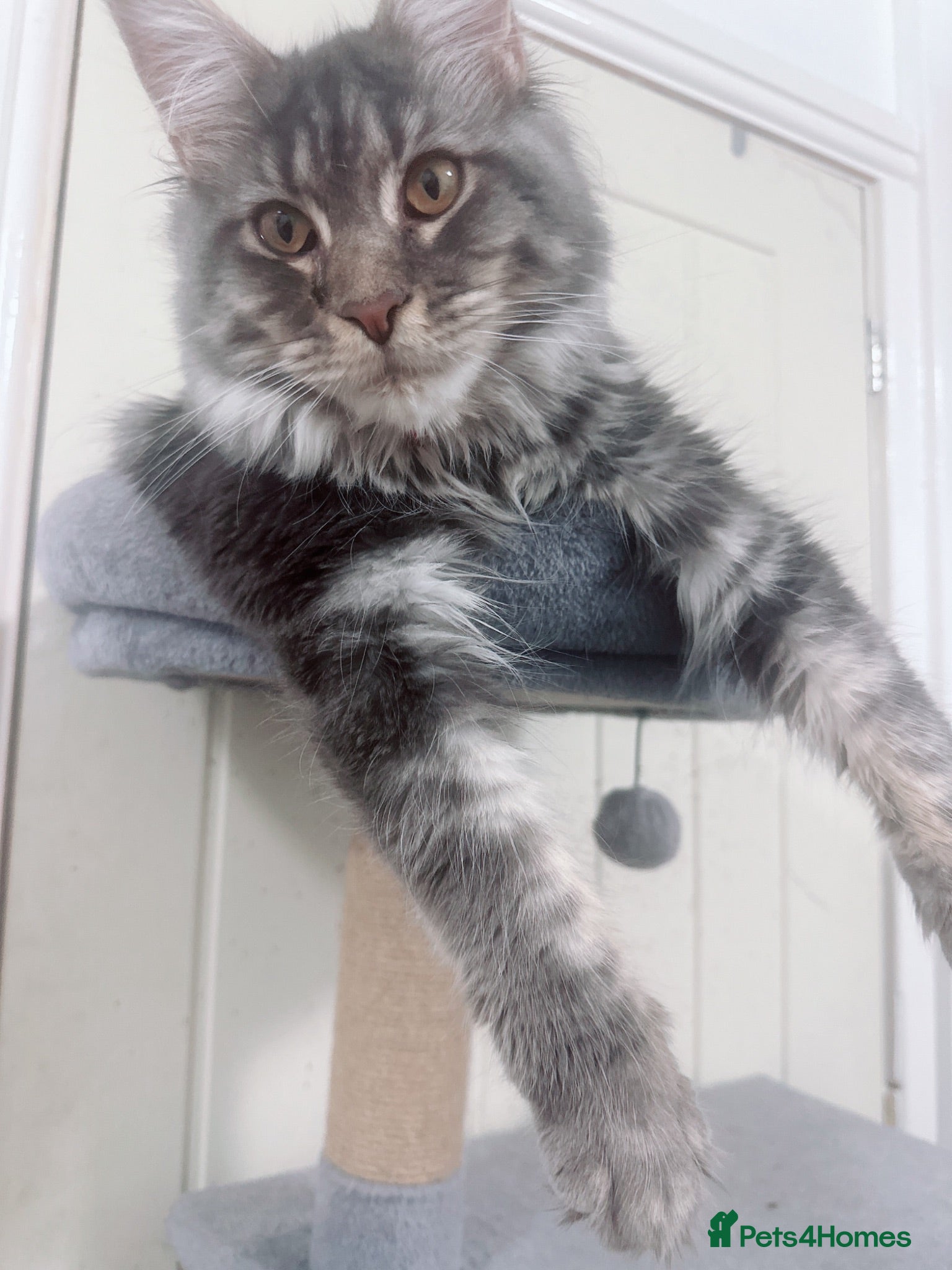 Maine Coon cats Beautiful tica registered blue tabby’s and torties - Advert 2