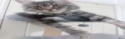 Maine Coon cats for sale: Beautiful tica registered blue tabby’s and torties - Advert 3