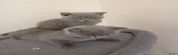 British Shorthair cats for sale: 2 adorable British short hair boys  - Advert 2