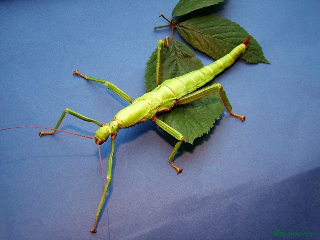 Stick Insects invertebrates for sale: Green Bean Stick Insects x 6 Diapherodes gigantea - Image 1