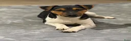 Patterjack dogs for sale: Patterjack Puppies  - Advert 14