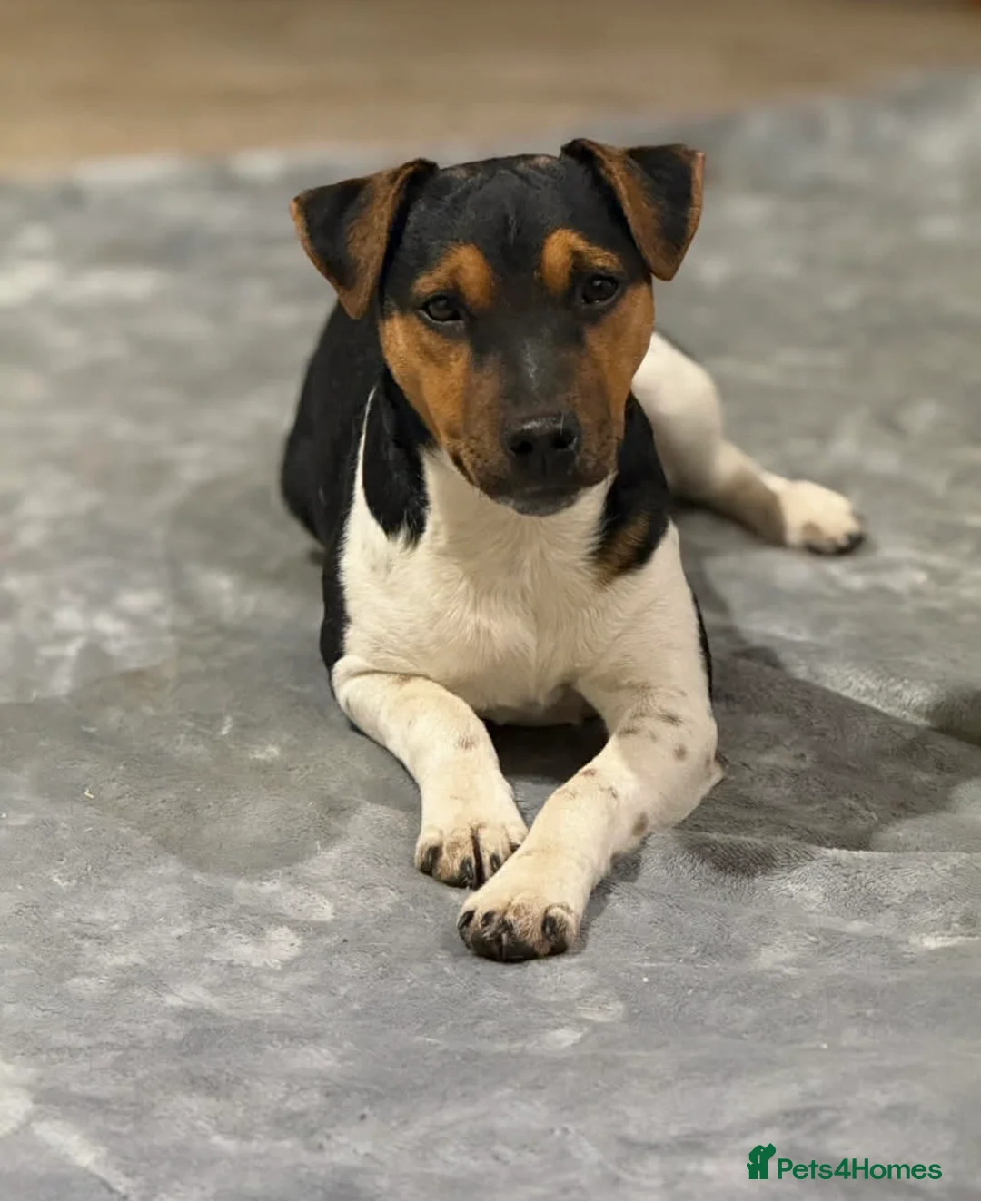 Patterjack dogs for sale: Patterjack Puppies  - Advert 14