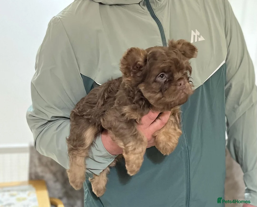 French Bulldog dogs for sale: New shade  **  fluffy /floodle producers  in Burton-on-Trent - Advert 1