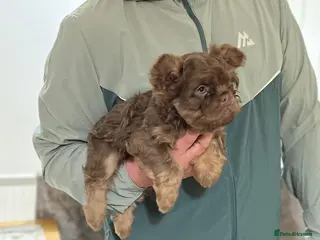 French Bulldog dogs New big rope fluffy /floodle producers - Advert 4