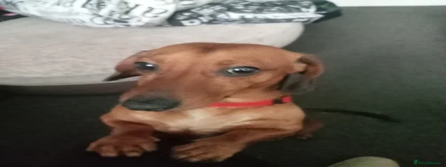Dasher