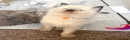 Ragdoll cats for sale: 1 Girl & 2 Boys - TICA Registered - Cuddly, Gentle - Advert 34