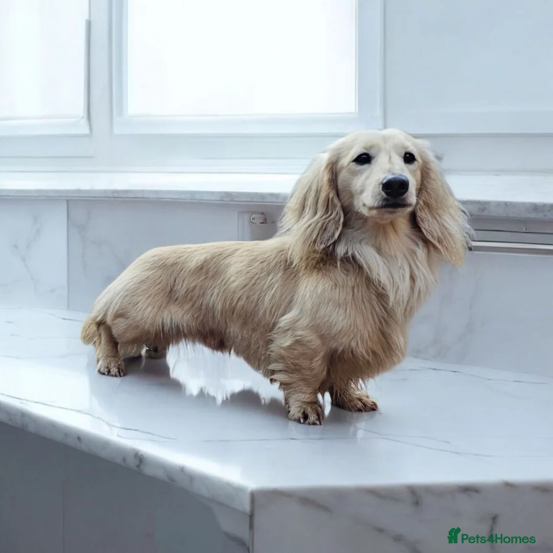 Miniature Dachshund dogs for stud: Cream Long-haired miniature Dachshund kc reg in Blackburn - Advert 6